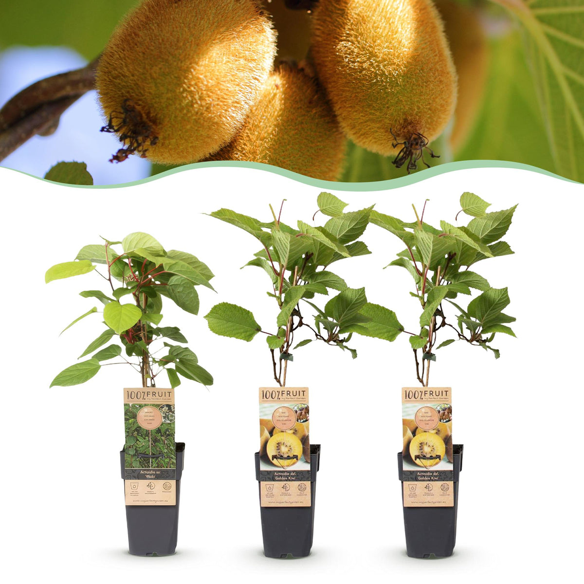 Green boutiQ - Obstpflanze - Actinidia Weiki & Golden Kiwi - Kiwi-Pflanze - 1 Männlich - 2 Weiblich - Pflanzen - Gelb - Topf 15cm - Höhe 50cm 