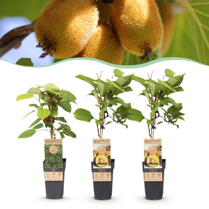 Green boutiQ - Obstpflanze - Actinidia Weiki & Golden Kiwi - Kiwi-Pflanze - 1 Männlich - 2 Weiblich - Pflanzen - Gelb - Topf 15cm - Höhe 50cm 