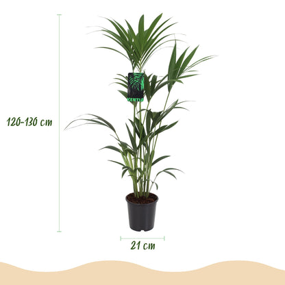 Howea Forsteriana – Kentia-Palme – 120–130cm – 21cm – Pflegeleichte Zimmerpalme mit eleganten Wedeln – Robuste, luftreinigende Grünpflanze für moderne Innenräume 