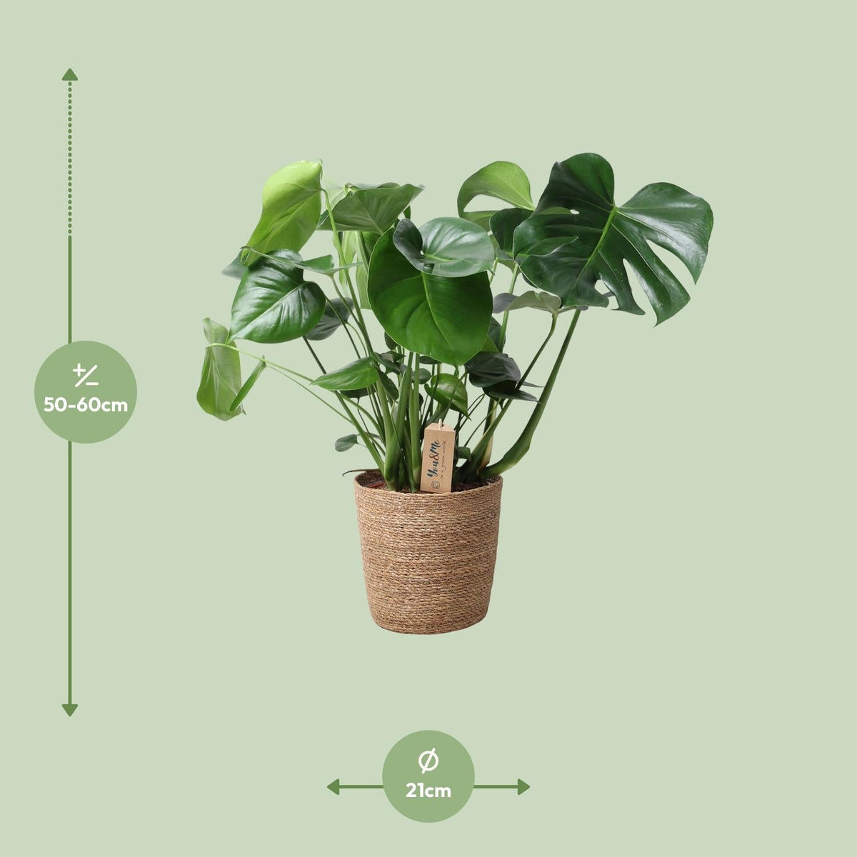 Monstera In Natural Basket – Ø21cm – ↕60cm – Pflegeleichte Zimmerpflanze mit charakteristischem Fensterblatt – Im natürlichen Flechtkorb – Luftreinigend & dekorativ – Für Wohnzimmer & Büro 