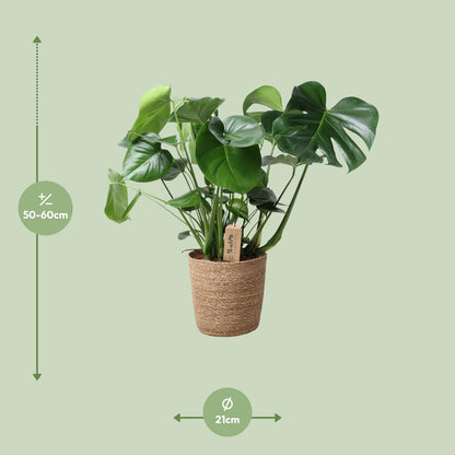 Monstera In Natural Basket – Ø21cm – ↕60cm – Pflegeleichte Zimmerpflanze mit charakteristischem Fensterblatt – Im natürlichen Flechtkorb – Luftreinigend & dekorativ – Für Wohnzimmer & Büro 