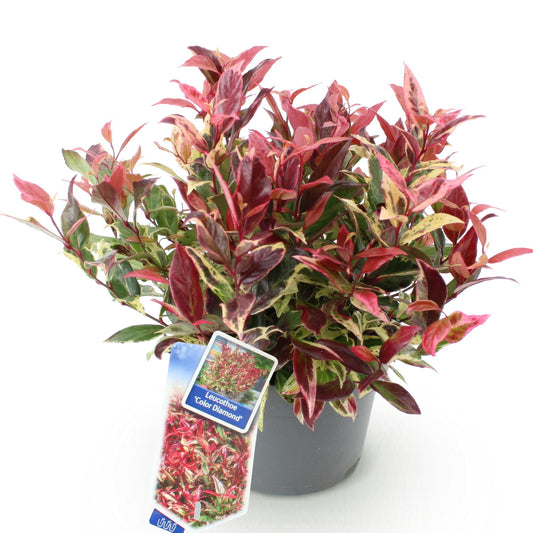 GreenboutiQ - Gartenpflanze - Leucothoe Colour Diamond - Bunt - 1 Pflanze - Immergrün - Wenig Pflege - Topf 17cm Höhe 45cm 