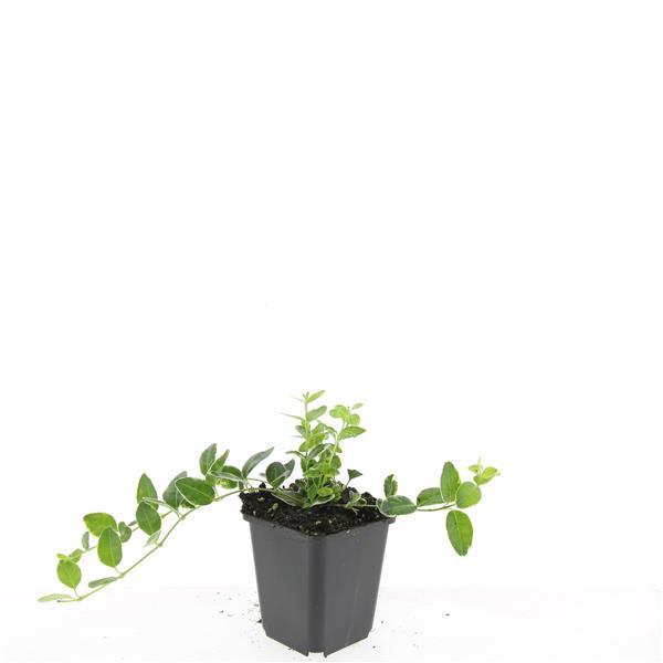 Kleinblättriges weißbuntes Immergrün Vinca minor Argenteovariegata – ↕10-25cm – Ø9cm – Bodendecker – Ansicht 22