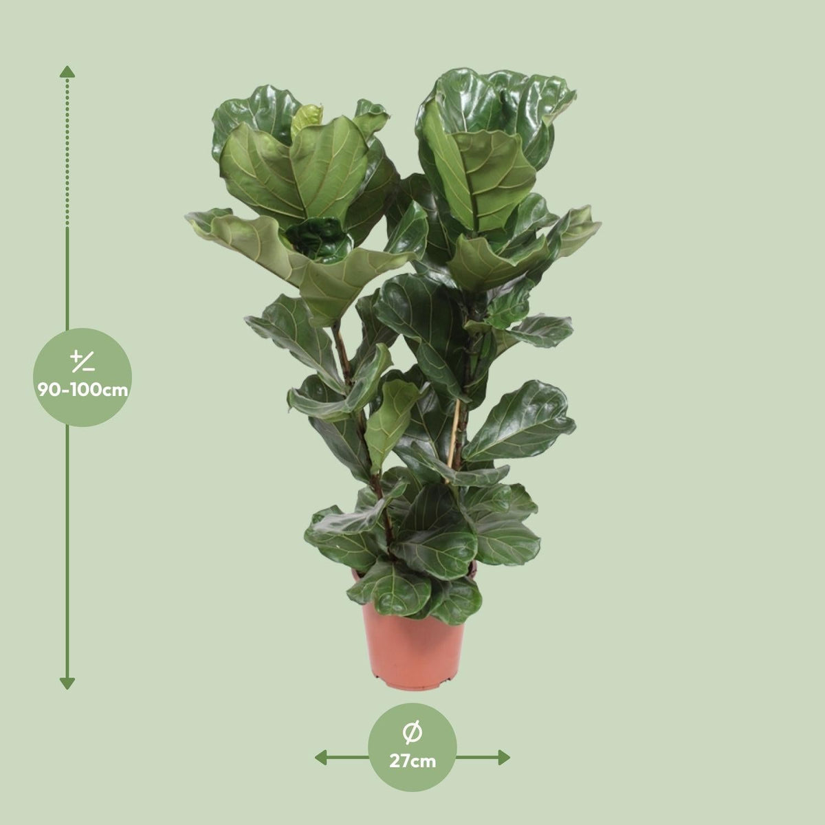 Geigen-Feige – Ficus Lyrata – Zimmerpflanze – Ø27cm – ↕100cm – Elegante Grünpflanze mit großen Blättern – Luftreinigend & pflegeleicht – Für helle Wohnräume 