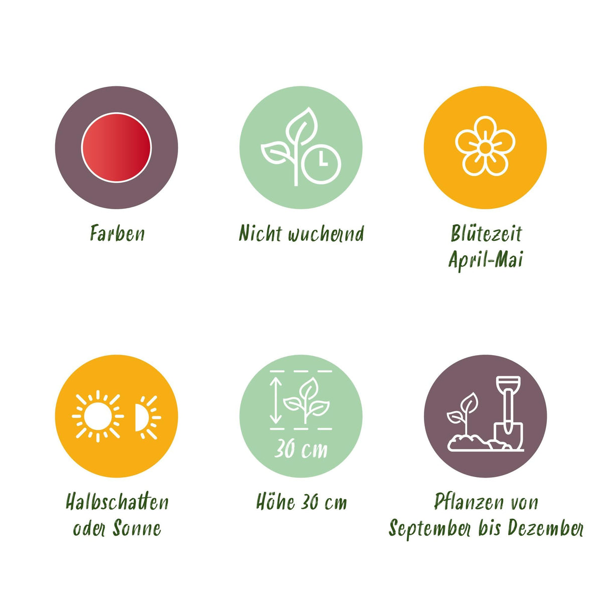 GreenboutiQ - Blumenzwiebeln - Tulp Greigii Red - Farbe Rot - 15 Stück - Zwiebelgröße 11/12 - XXL Pack 