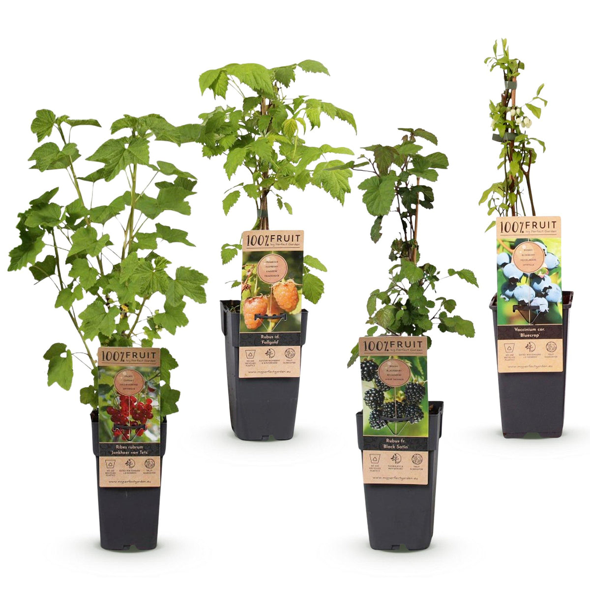 Green boutiQ - Fruit Plant - Ribes - Rubes-Vaccinium Mix - Rainbow - Hardy - Red Currant - Black Raspberry - Yellow Raspberry - Blueberry - 4 Plants - Pot 15cm - Height 50cm 