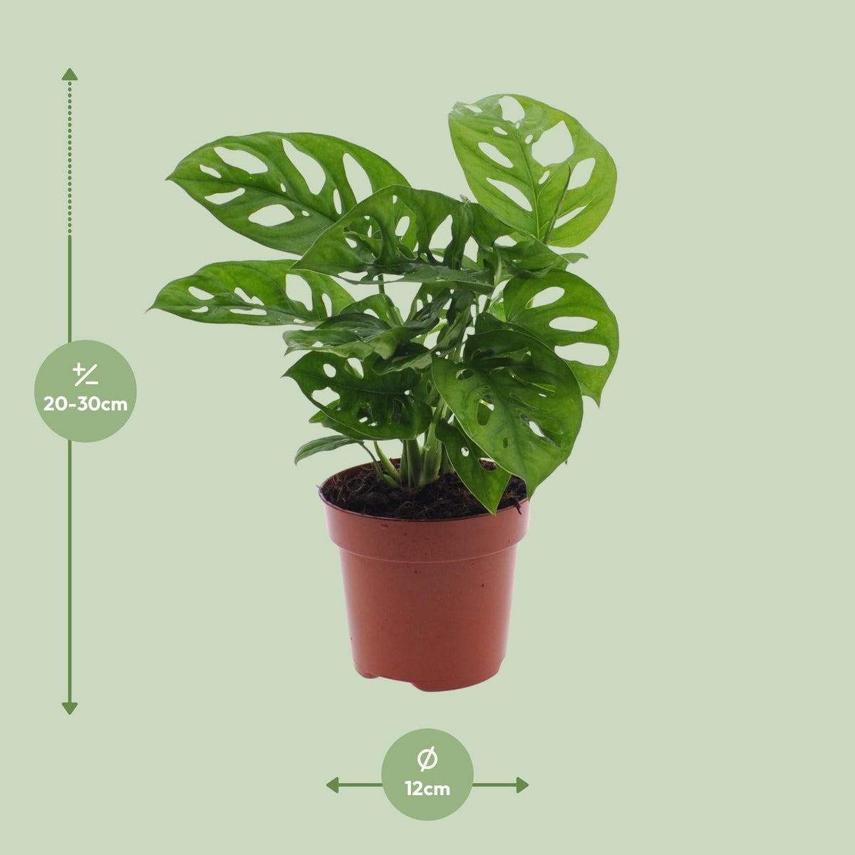 Monstera Monkey Leaf – Fensterblatt – Ø12cm – ↕30cm – Pflegeleichte Lochpflanze mit dekorativem Blattmuster – Tropische Zimmerpflanze für halbschattige Standorte – Luftreinigend & dekorativ 