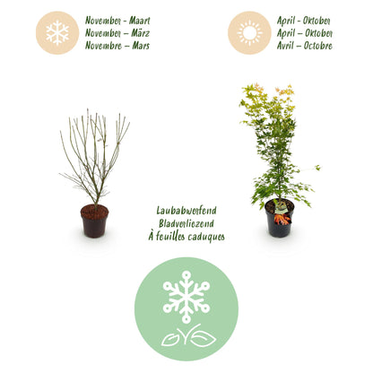 Green boutiQ - Gartenpflanze - Acer palmatum Orange Dream - Japanischer Ahorn - Laubabwerfend - Orange - 1 - Topf 26cm - Höhe 90cm 