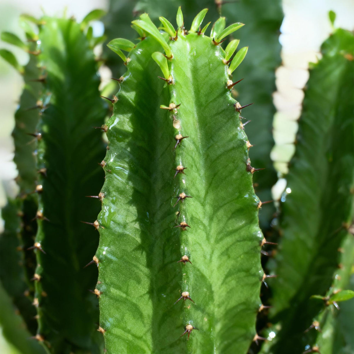 Green boutiQ - Zimmerpflanze - Euphorbia eritrea - Afrikanischer Milchbaum - Wenig Pflege - Grün - 2 - Topf 19cm - Höhe 70cm 