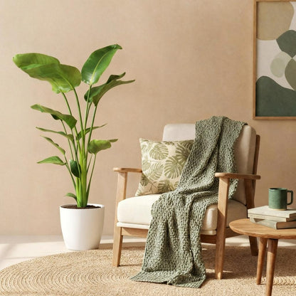 Green boutiQ - Zimmerpflanzen - Strelitzia Nicolai - Paradiesvogelblume - Geringer Pflegeaufwand - Grün - 1 Pflanze - mit Potter Weiß - Topf 21cm - Höhe 110-120cm 