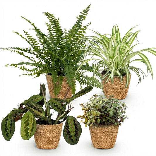 Green boutiQ - Zimmerpflanze - Chlorophytum - Maranta - Calissia - Nephrolepsis - Mix aus 4 - Haustierfreundliche Pflanzen - Grün - 4 Pflanzen - mit Korb - Topf 12cm - Höhe 25cm 