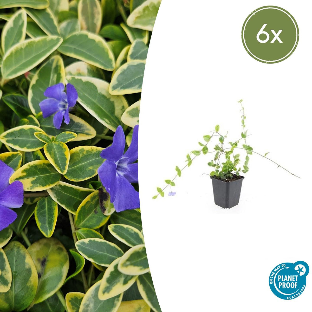 Kleinblättriges Immergrün Vinca minor 'Blue and Gold' – ↕10-25cm – Ø9cm – 6 Pflanzen – Wintergrüner Bodendecker mit goldgelbem Laub – Blau-lila Blüten – Für Beete & schattige Bereiche – Pflegeleicht & robust 