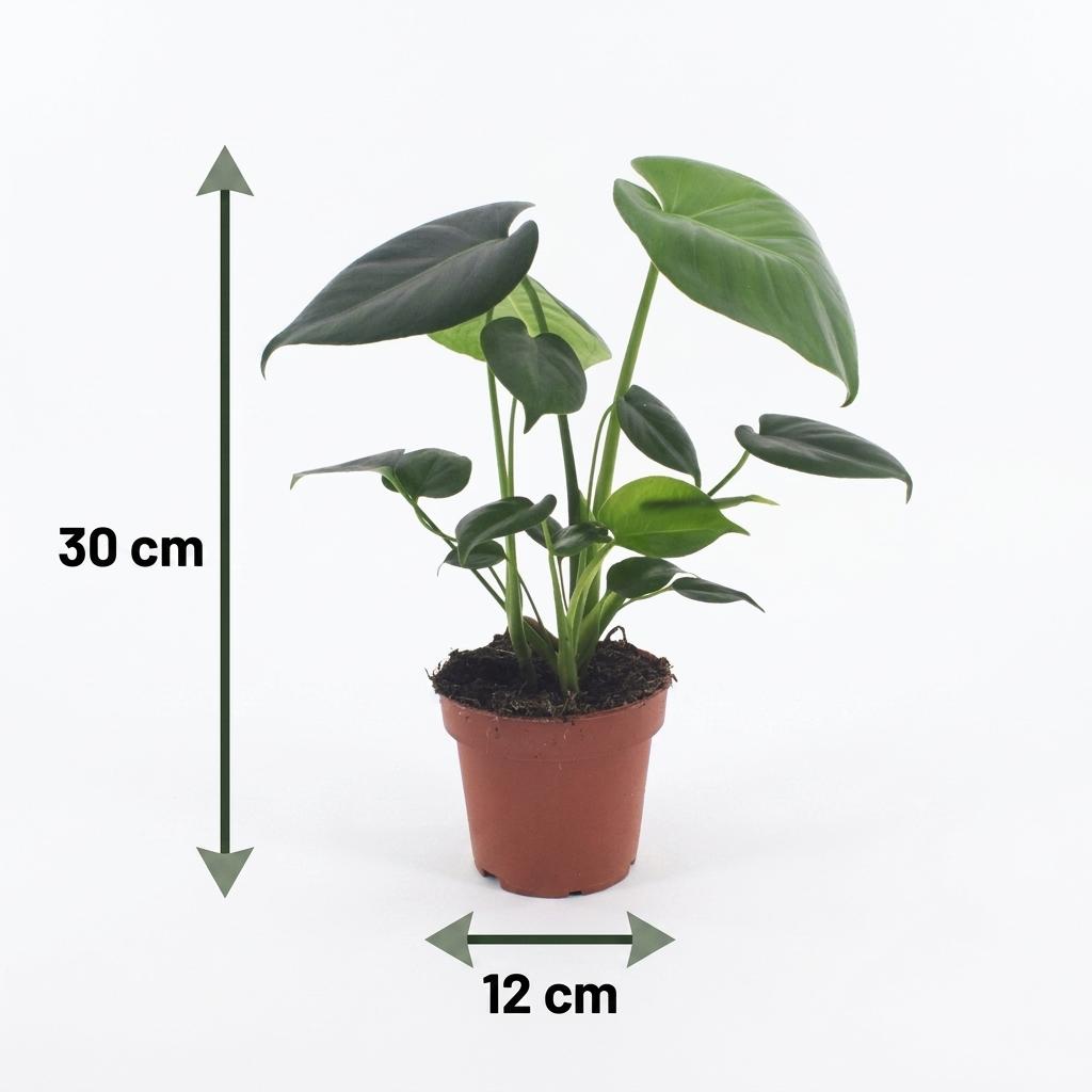 Fensterblatt – Monstera deliciosa – Topf Ø12cm – Höhe 30cm – mit grauem Dekotopf – Dekorative Zimmerpflanze – Ansicht 5