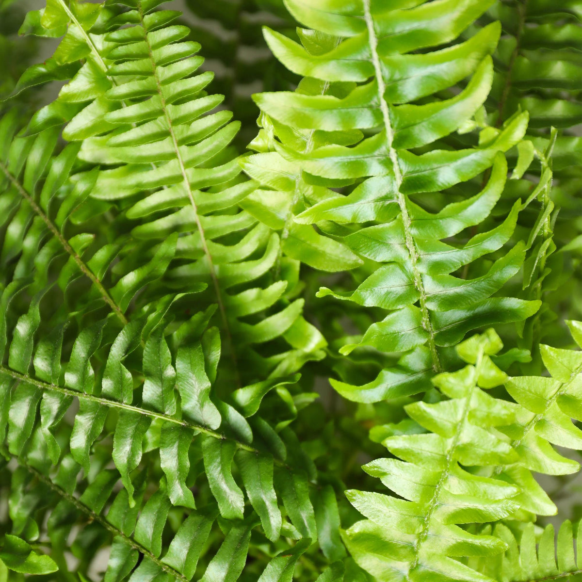 Green boutiQ - Zimmerpflanze - Nephrolepsis exaltata Green Lady - Farn - Haustierfreundliche Pflanze - Grün - 1 Pflanze - mit Potter Weiß - Topf 12cm - Höhe 25cm 