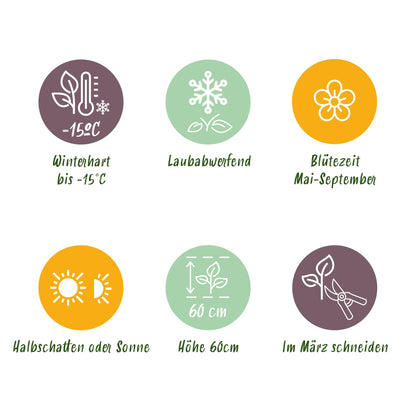 Green boutiQ - Gartenrose - Rosa White Fairy - Rose - Winterhart - Weiß - 1 Pflanze - Topf 12cm - Höhe 20-25cm 