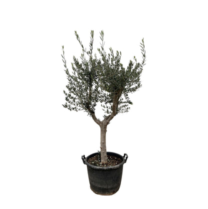 Olivenbaum – Olea europaea ‘Cultivo’ – ca. 220 cm hoch – Ø40 cm – mediterraner Großbaum – für Garten, Terrasse & Wintergarten 