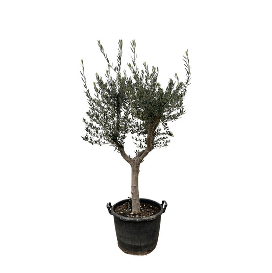 Olivenbaum – Olea europaea ‘Cultivo’ – ca. 220 cm hoch – Ø40 cm – mediterraner Großbaum – für Garten, Terrasse & Wintergarten 