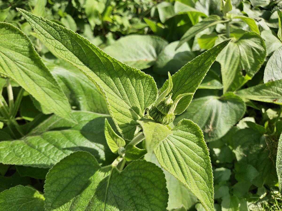 Russel Brandkraut Phlomis russeliana – ↕10-25cm – Ø9cm – Winterhart & Bienenfreundlich – Ansicht 21