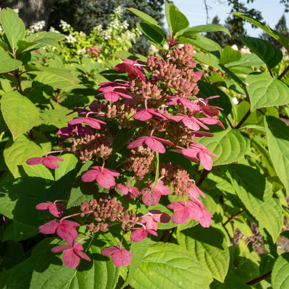 Rispenhortensie – Hydrangea panniculata Wims Red – Blüte Weiß-Rot – Laubabwerfend – Große Blüten – 17cm – Höhe ca. 50cm 