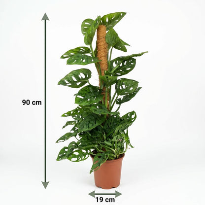 Green boutiQ - Zimmerpflanze - Monkey Mask - Monstera Andansonii Moosstab - Grün - Pflegeleicht - 1 Pflanze - Topf 19cm - Höhe 90cm 