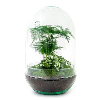 Flaschengarten Egg XL – DIY Bausatz Terrarium – ↕30cm – Do-It-Yourself Pflanzen-Set im Glas mit Korkdeckel – Autarkes Mini-Ökosystem – Inkl. Fittonia, Spargel & Moos – Für Wohnung & Büro 
