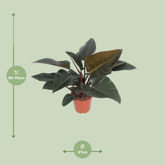 Baumfreund – Philodendron Congo Red – Zimmerpflanze – Ø27 cm – ↕80 cm – Herzförmige Blätter – Luftreinigend – Pflegeleicht 