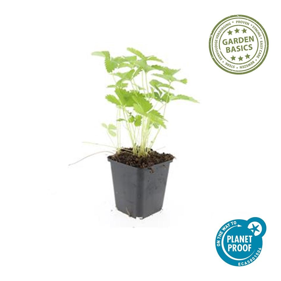 Wald-Erdbeere – Fragaria vesca – ↑10-25cm – Ø9cm – 6 Pflanzen – Bodendecker & Früchte, pflegeleicht, süße essbare Beeren 