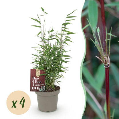 Bambus Fargesia Red Dragon – Immergrün – 2 Pflanzen – Nicht ausbreitend – Mit roten Stängeln – Für Hecke, Garten & Terrasse –