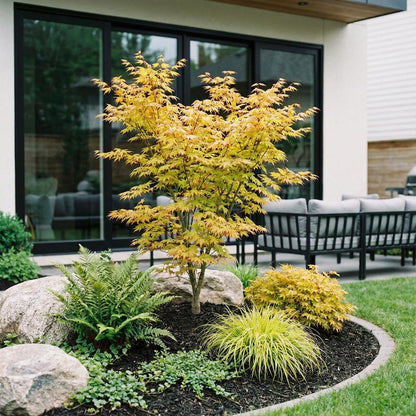 Green boutiQ - Gartenpflanze - Acer palmatum Orange Dream - Japanischer Ahorn - Laubabwerfend - Orange - 1 - Topf 26cm - Höhe 90cm 