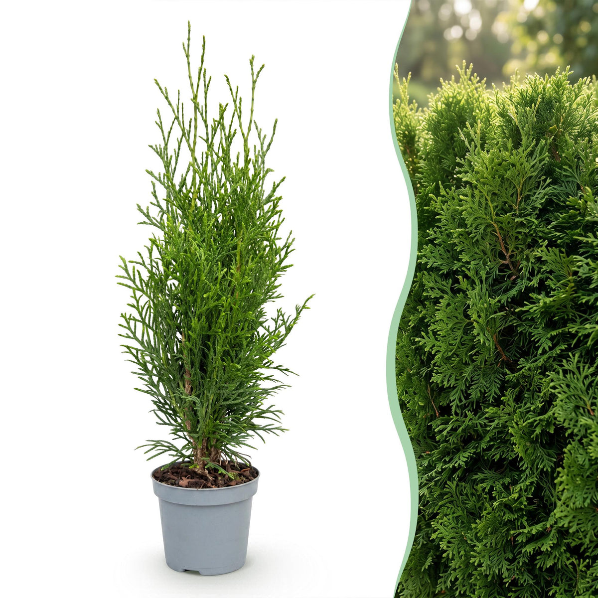 Lebensbaum 'Smaragd' – Thuja occidentalis 'Smaragd' – 16 Heckenpflanzen – Topf Ø9cm – Höhe 20-30cm – Ansicht 3