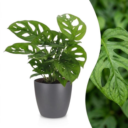 Fensterblatt 'Monkey Mask' – Monstera adansonii – Topf Ø12cm – Höhe 25cm – mit grauem Dekotopf