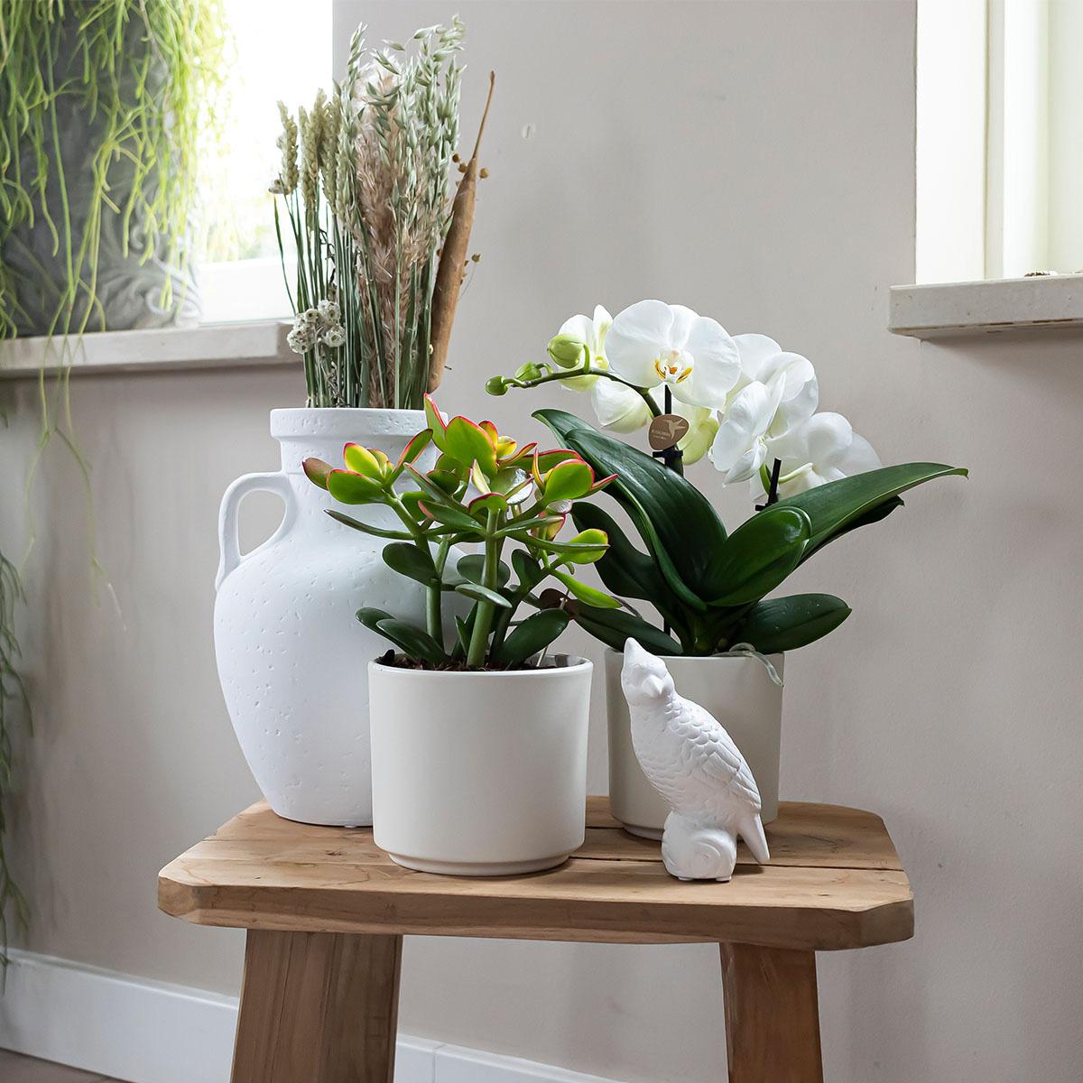 Kolibri Home | Simplicity pot - Wit - 9cm 
