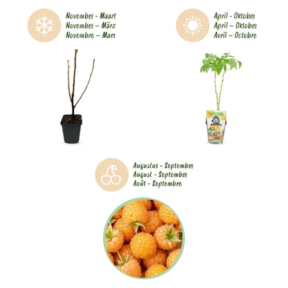 GreenboutiQ - Obstpflanzen - Himbeere - Rubus idaeus Fallgold - Winterhart - 6 Pflanzen - Topf 9 cm - Gelbe Himbeere 