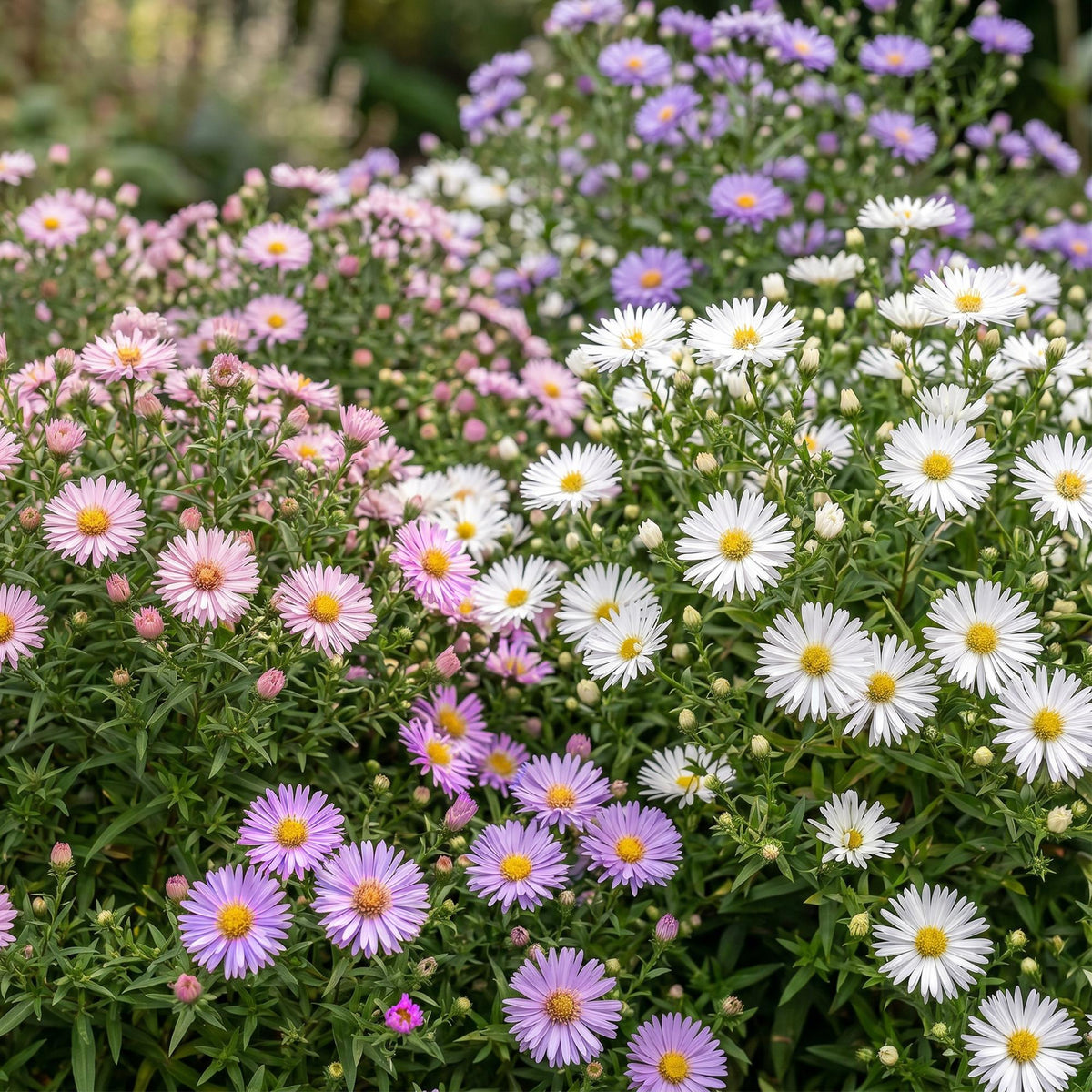 Kissenaster-Mix (dreifarbig) – Aster-Sortenmix – Topf Ø11cm – Bienenfreundliche Staude für Garten & Balkon – Ansicht 5