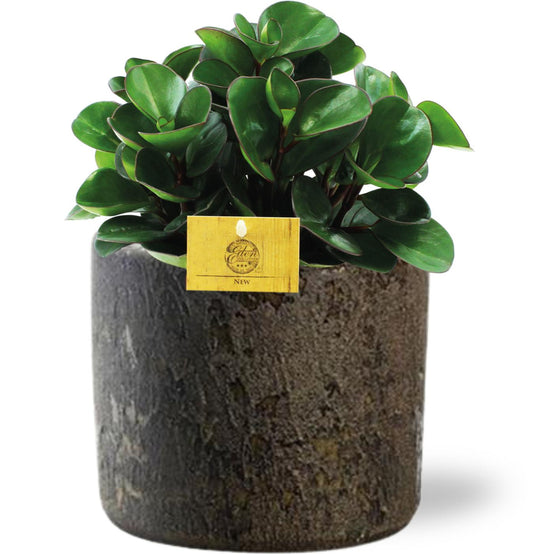 Zwergpfeffer – Peperomia Burning Bush – Ø15cm – ↕25cm – Zimmerpflanze mit rötlich schimmernden Blättern – Inkl. Übertopf D16x14cm – Pflegeleicht & ungiftig 