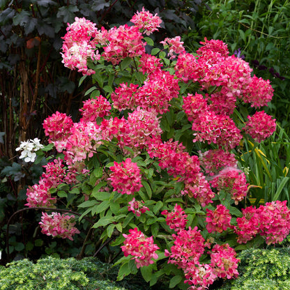 Rispenhortensie – Hydrangea panniculata Pink Diamond – Blüte Weiß-Rosa – Laubabwerfend – Große Blüten – 17cm – Höhe ca. 50cm 