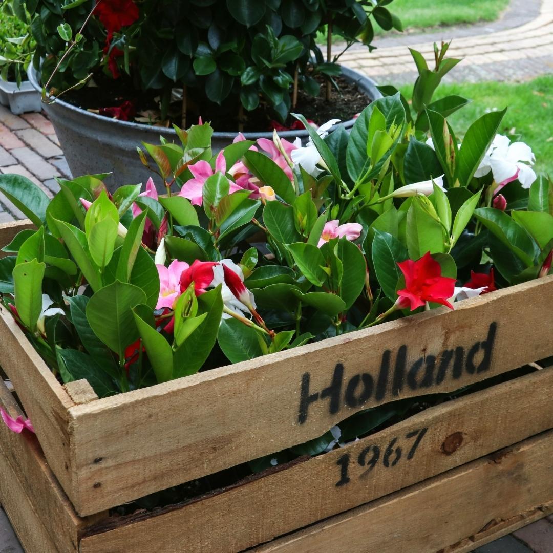 Dipladenia Mix – 6er-Set Mandevilla – Pink, Weiß & Rot – Kletterpflanzen – Ø12 cm Topf – Ca. 25 cm hoch – Blühfreudig, pflegeleicht & vielseitig – Für Garten, Terrasse & Balkon 