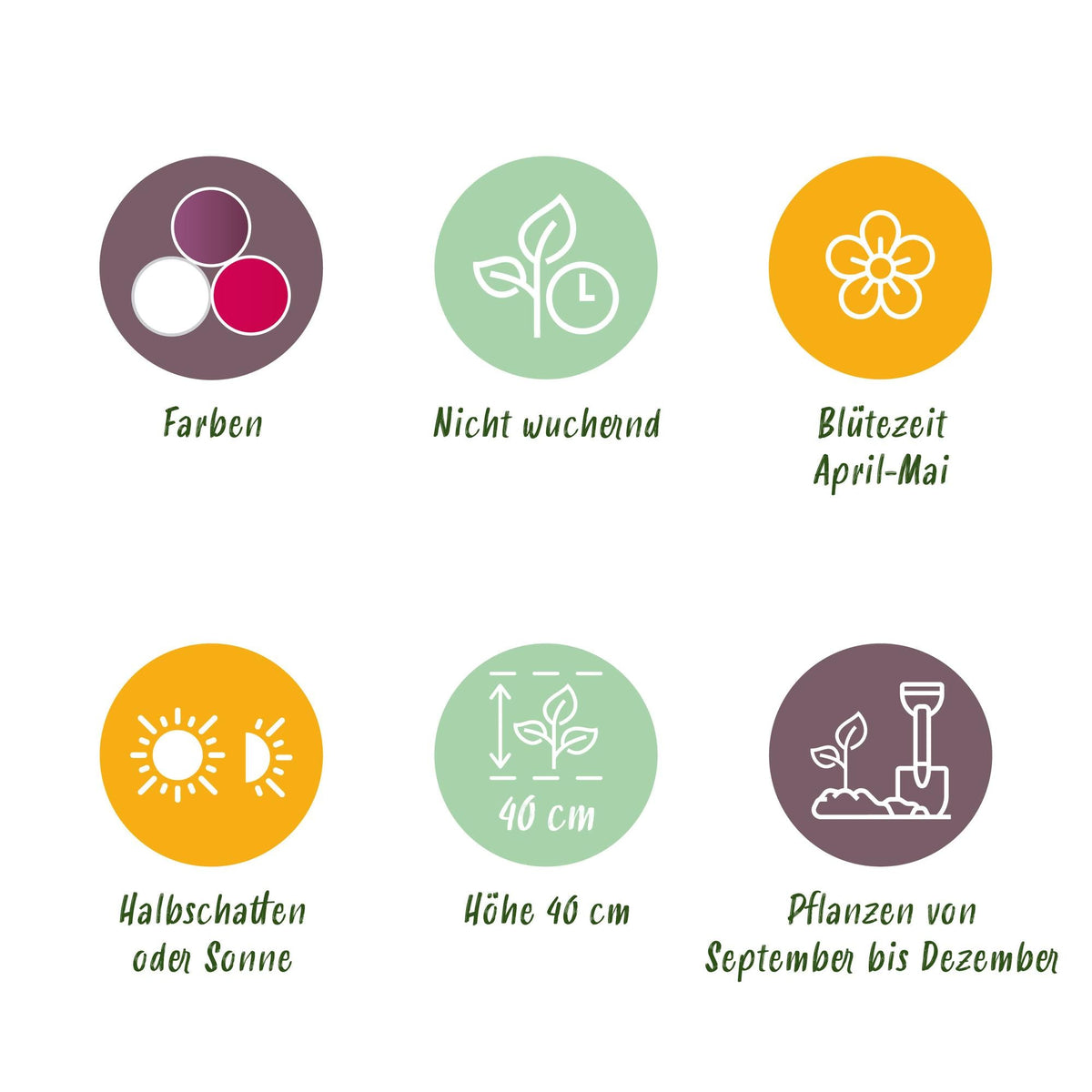 GreenboutiQ - Blumenzwiebeln - Tulp Pastel mix - Verschiedene Farben - 12 Stück - Zwiebelgröße 11/12 - XXL Pack 