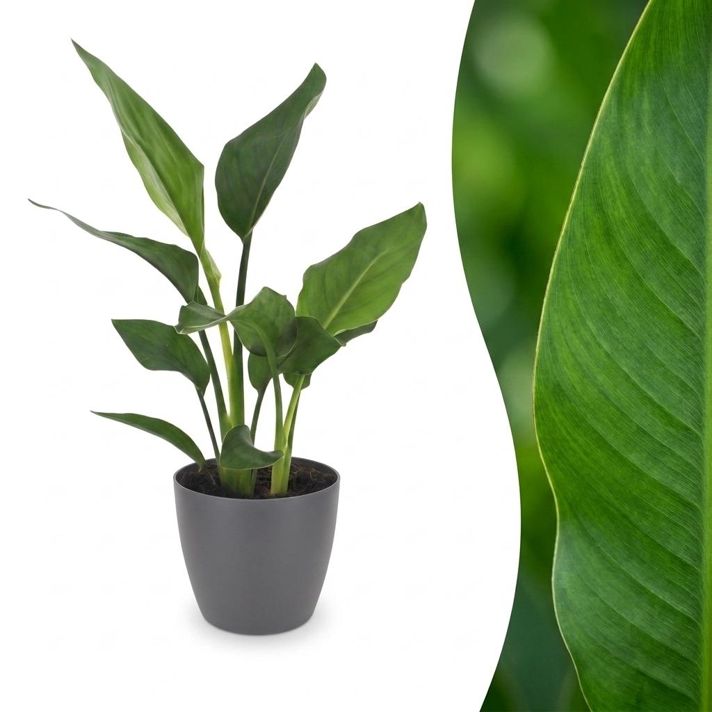 Paradiesvogelblume – Strelitzia reginae – Topf Ø12cm – Höhe 35cm – mit grauem Dekotopf