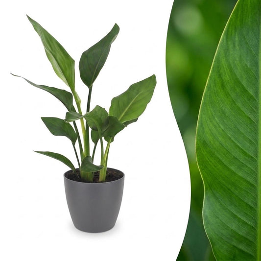 Paradiesvogelblume – Strelitzia reginae – Topf Ø12cm – Höhe 35cm – mit grauem Dekotopf