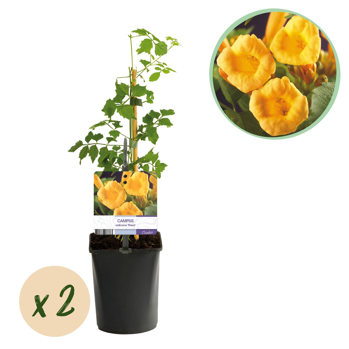 Trompetblume - Campsis radicans Flava - Blüte Gelb - Wenig Pflege - 2 Pflanzen - Topf 11cm Höhe 40cm 