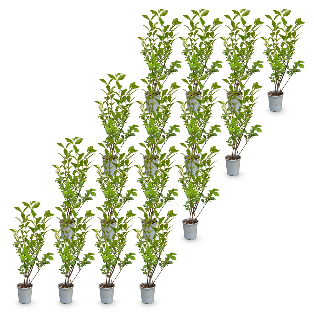 Gewöhnlicher Liguster – Ligustrum ovalifolium – 16 Heckenpflanzen – Topf Ø9cm – Höhe 35-45cm – Ansicht 2