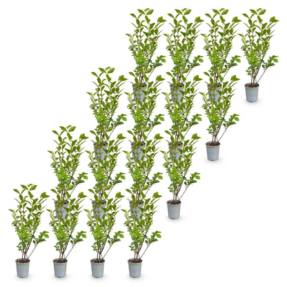 Gewöhnlicher Liguster – Ligustrum ovalifolium – 16 Heckenpflanzen – Topf Ø9cm – Höhe 35-45cm – Ansicht 2