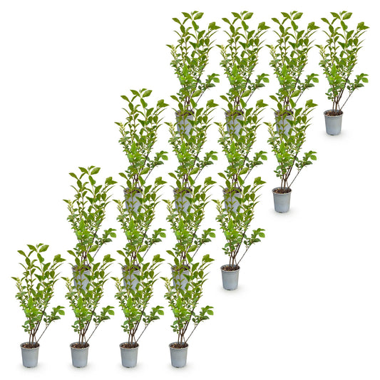 Gewöhnlicher Liguster – Ligustrum ovalifolium – 16 Heckenpflanzen – Topf Ø9cm – Höhe 35-45cm – Ansicht 2