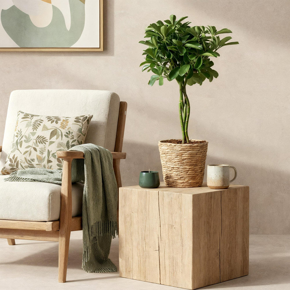 Green boutiQ - Zimmerpflanzen - Schefflera Nora - Fingerbaum - Wenig Pflege - Grün - 1 Pflanze - Topf 21cm - Höhe 70-82cm 