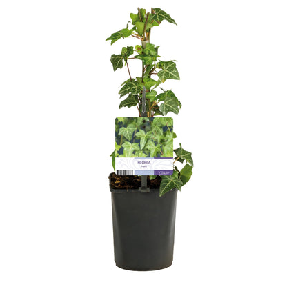 Kletterpflanze Hedera helix – Immergrün – Grüne Blätter – 11 cm x H40 cm – Pflegeleicht – Für Garten, Balkon & Innenräume 
