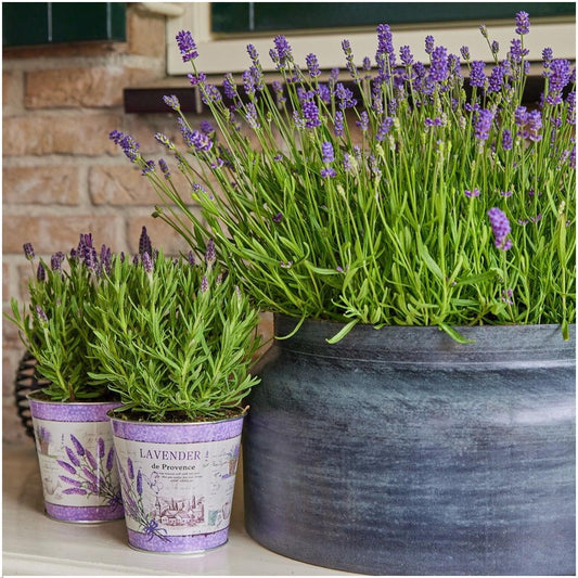 Echter Lavendel Lavandula angustifolia Felice – 3 Pflanten – Duftender Lavendel im Dekotopf Lavender Print – Ø13 cm – Winterhart – Für Balkon, Terrasse & Garten 