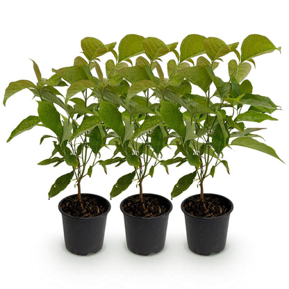 GreenboutiQ - Gartenpflanze - Cornus mas - Blüte Gelb - 3 Pflanzen - Laubabwerfend - Wenig Pflege - Topf 12cm Höhe 35cm 