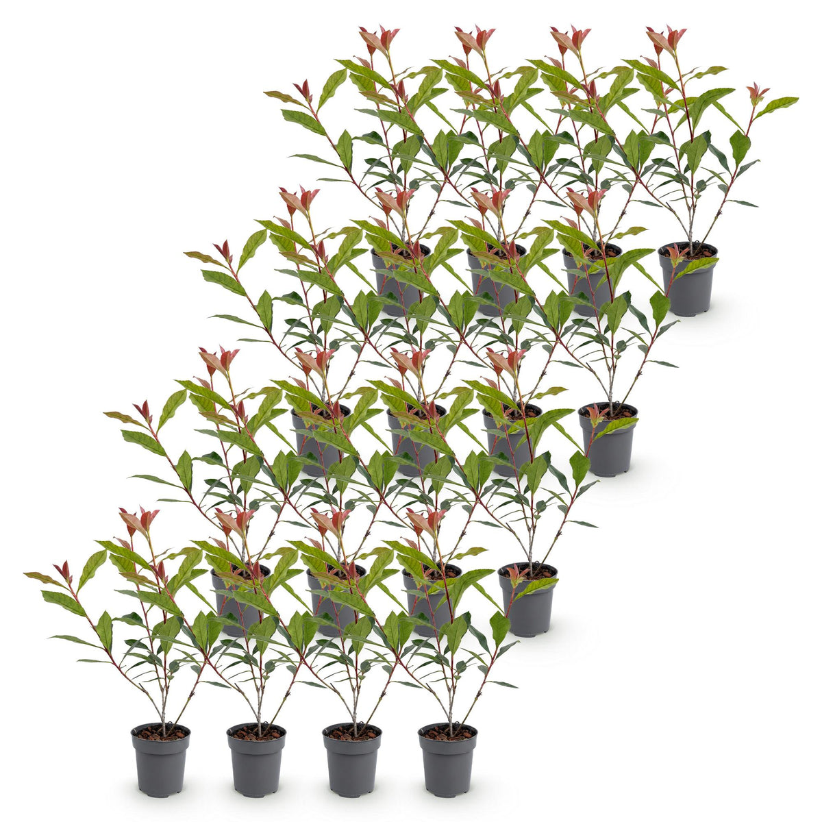 Glanzmispel 'Carré Rouge' – Photinia fraseri 'Carré Rouge' – 16 Heckenpflanzen – Topf Ø9cm – Höhe 25-35cm – Ansicht 2