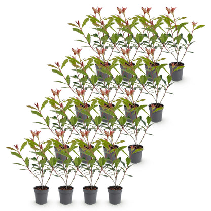 Glanzmispel 'Carré Rouge' – Photinia fraseri 'Carré Rouge' – 16 Heckenpflanzen – Topf Ø9cm – Höhe 25-35cm – Ansicht 2